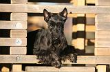 SCOTTISH TERRIER 185